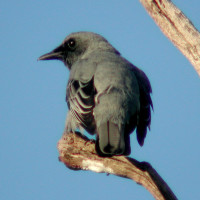 Sahul Cicadabird